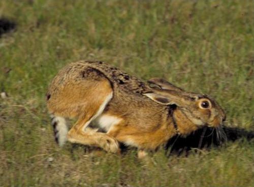 Lepre Italica - Lepus corsicanus 